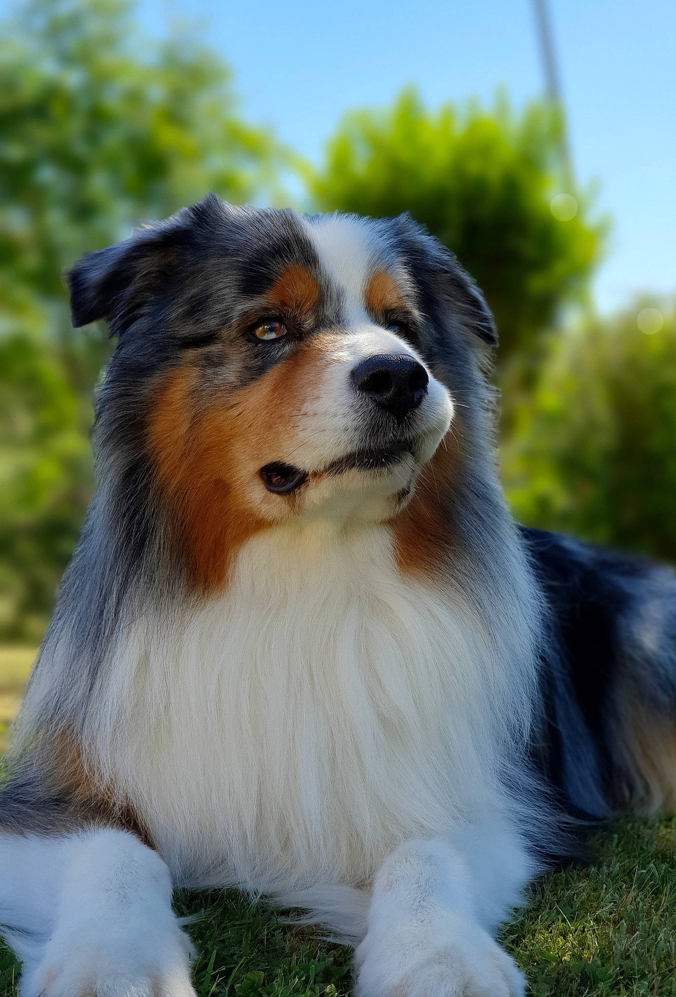 Jesko participe au concours pour gagner de l'argent avec cette photo : canidae, carnivore, companion_dog, dog, dog_breed, fur, grass, herding_dog, plant, sky, snout, sporting_group, terrestrial_animal, tree, whiskers, wildlife, working_animal, working_dog