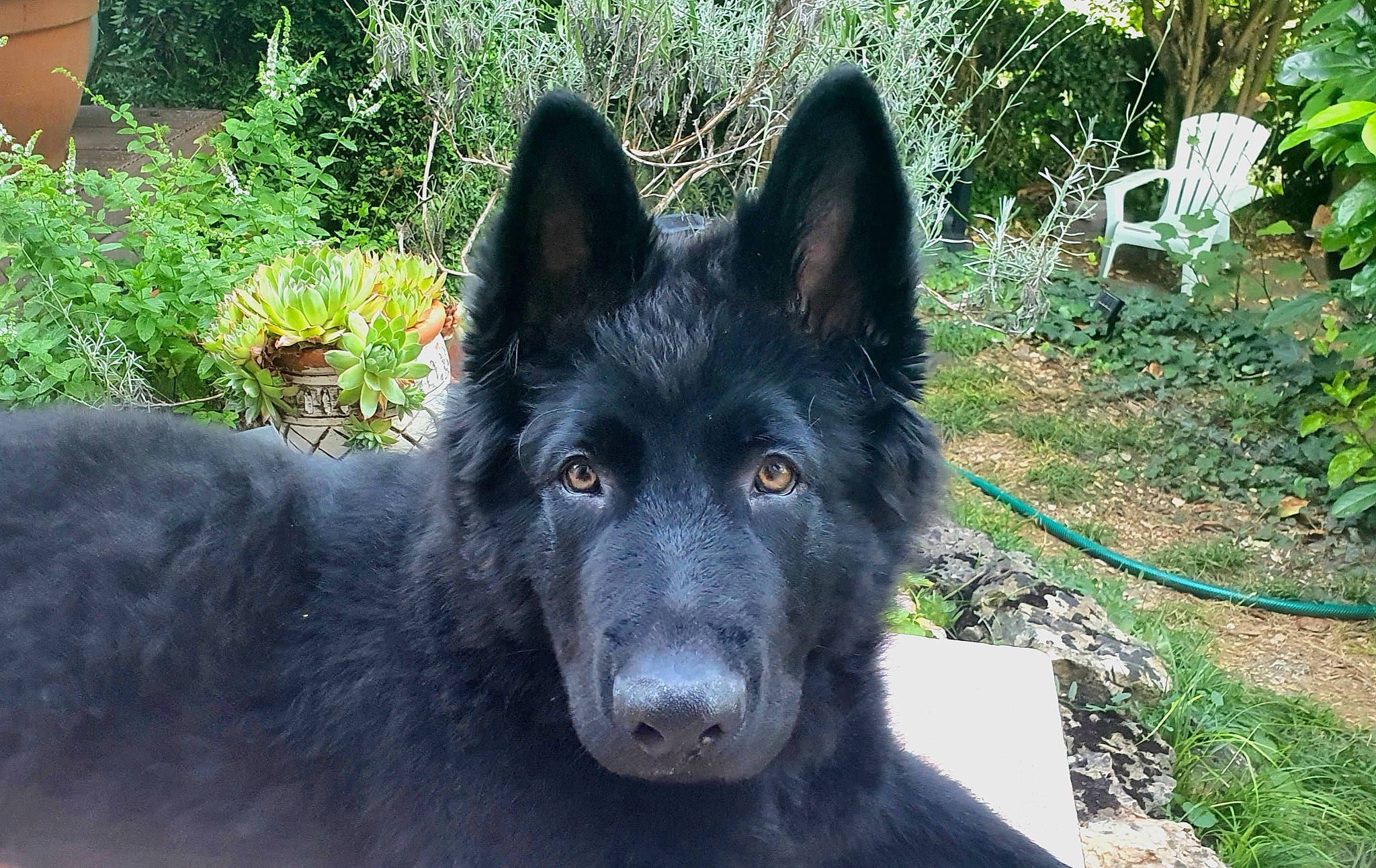 Bowie a rejoint le concours — aidez-le/la à gagner de superbes lots ! canidae, carnivore, chair, companion_dog, dog, dog_breed, flowerpot, fur, grass, herding_dog, king_shepherd, non_sporting_group, outdoor_furniture, plant, snout, sporting_group, working_animal, working_dog