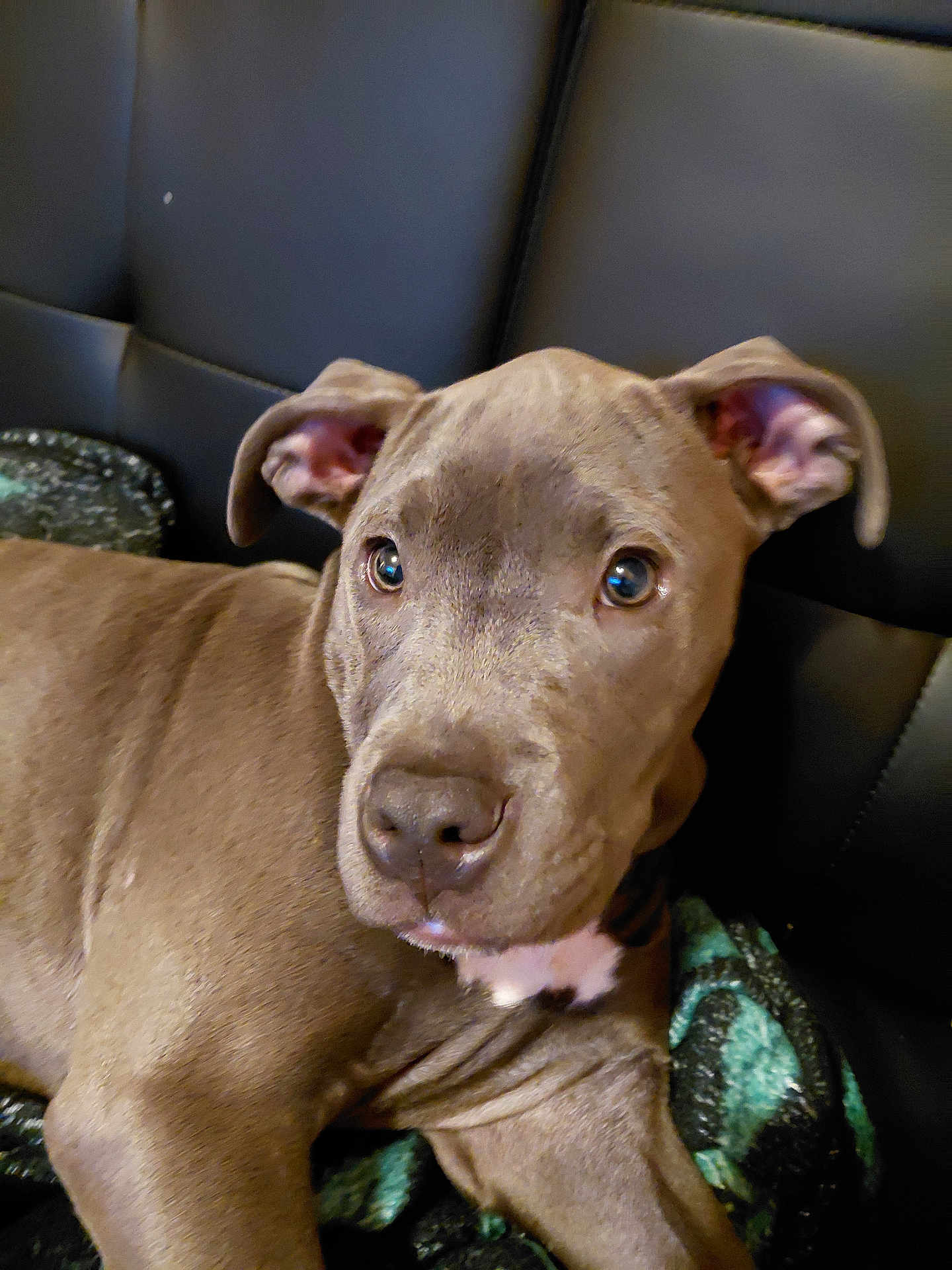 Meme joined the competition — help win amazing prizes! puppy, dog, brown, close_up, pet, canine, ears, eyes, blanket, couch, leather, indoor, young, fur, snout, animal, resting, cute, companion, portrait