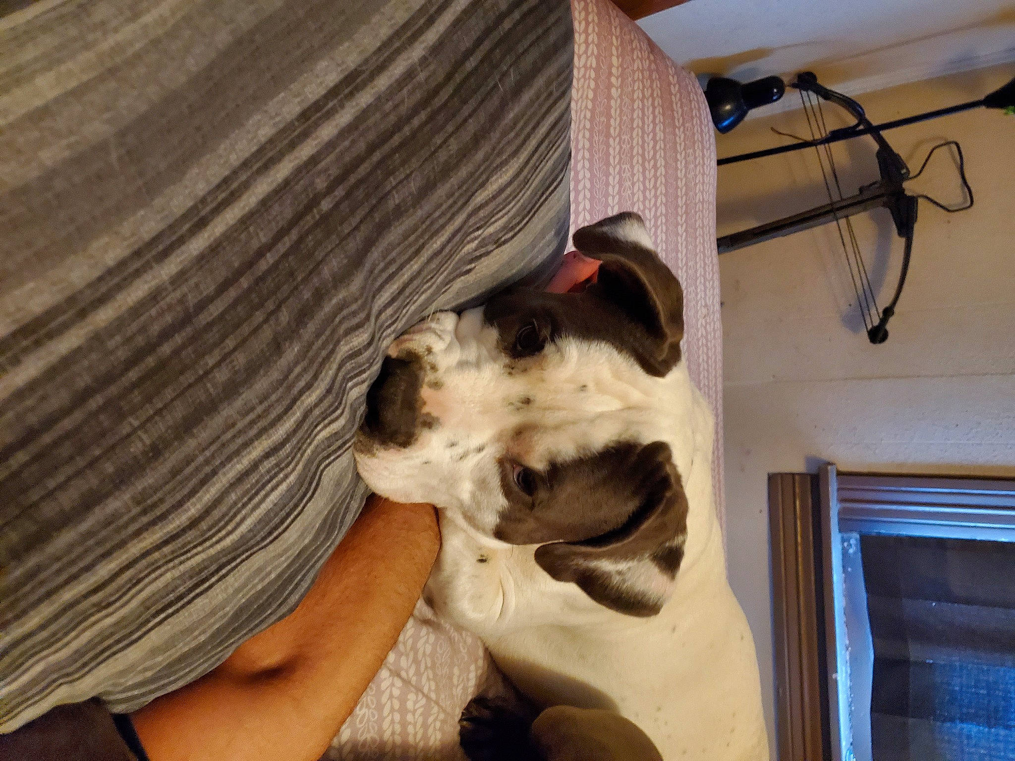 Zero is registered to the contest to win money with this photo: cable, canidae, carnivore, comfort, companion_dog, dog, dog_breed, electrical_wiring, fawn, fur, hardwood, paw, small_to_medium_sized_cats, snout, sporting_group, whiskers, window_blind, wire, wood, working_animal