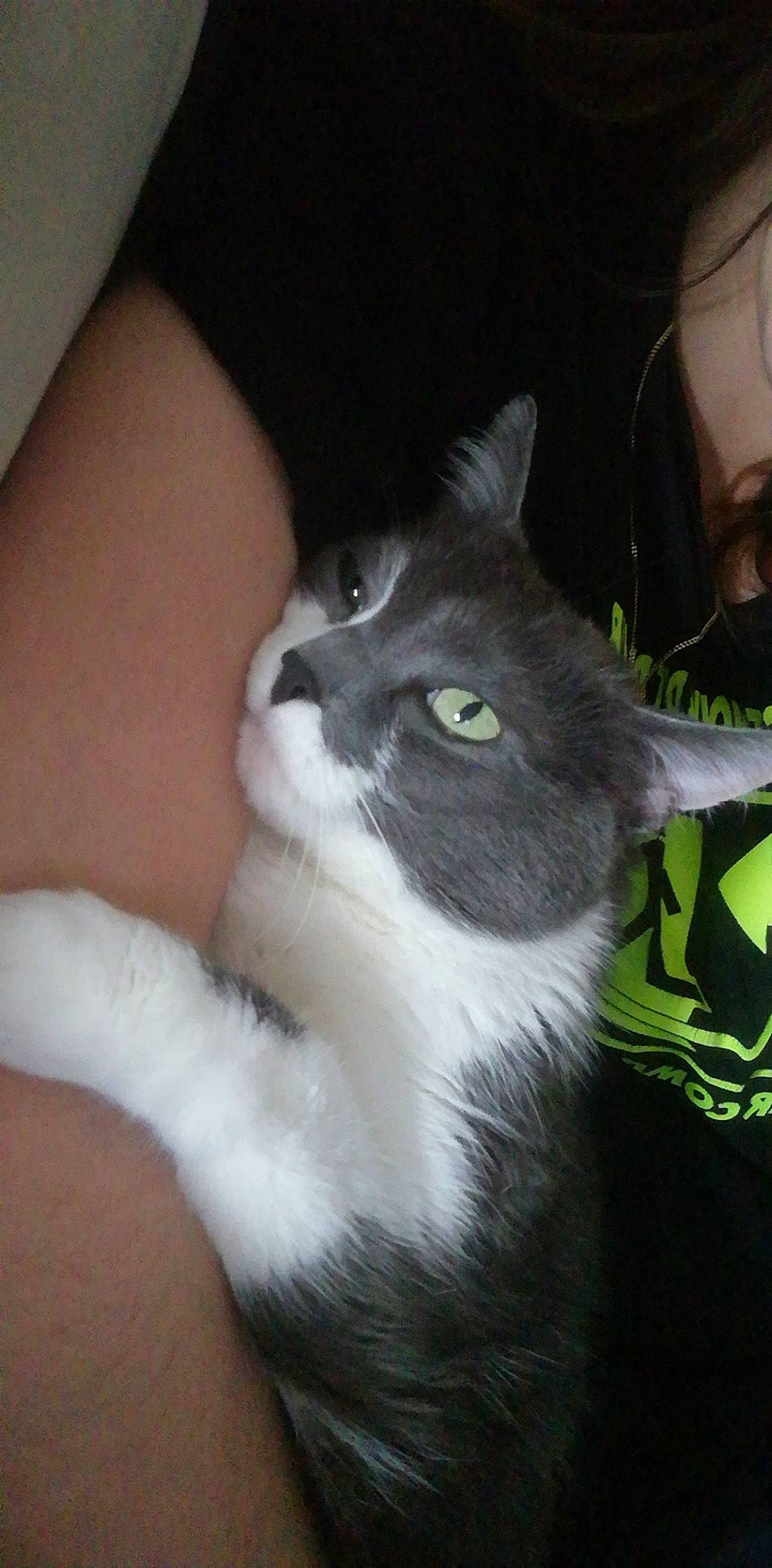 Fifa a rejoint le concours — aidez-le/la à gagner de superbes lots ! carnivore, cat, domestic_long_haired_cat, domestic_short_haired_cat, european_shorthair, eye, felidae, kitten, mammal, norwegian_forest_cat, polydactyl_cat, small_to_medium_sized_cats, snout, whiskers