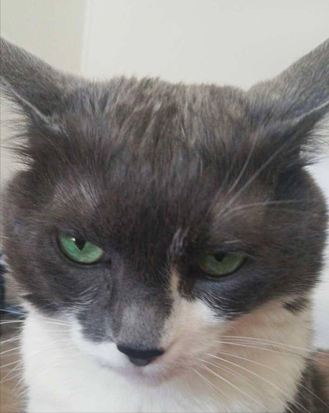 Fifa a rejoint le concours — aidez-le/la à gagner de superbes lots ! aegean_cat, carnivore, cat, domestic_long_haired_cat, domestic_short_haired_cat, ear, eye, felidae, fur, iris, kitten, mammal, nose, ojos_azules, small_to_medium_sized_cats, snout, vertebrate, whiskers