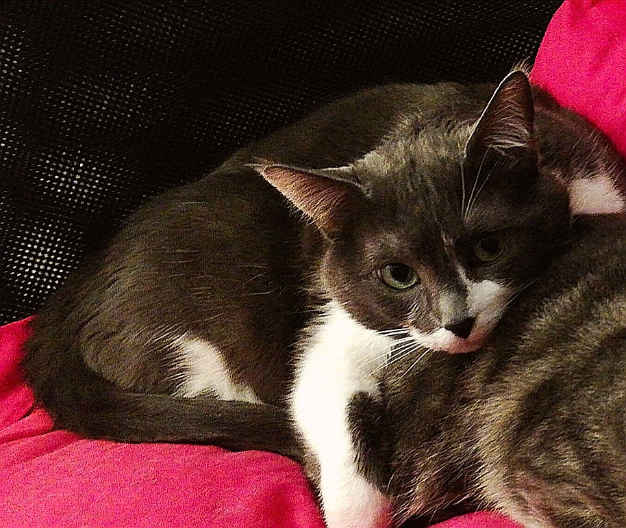 Fifa a rejoint le concours — aidez-le/la à gagner de superbes lots ! asian, carnivore, cat, domestic_short_haired_cat, ear, european_shorthair, felidae, fur, kitten, mammal, small_to_medium_sized_cats, snout, vertebrate, whiskers