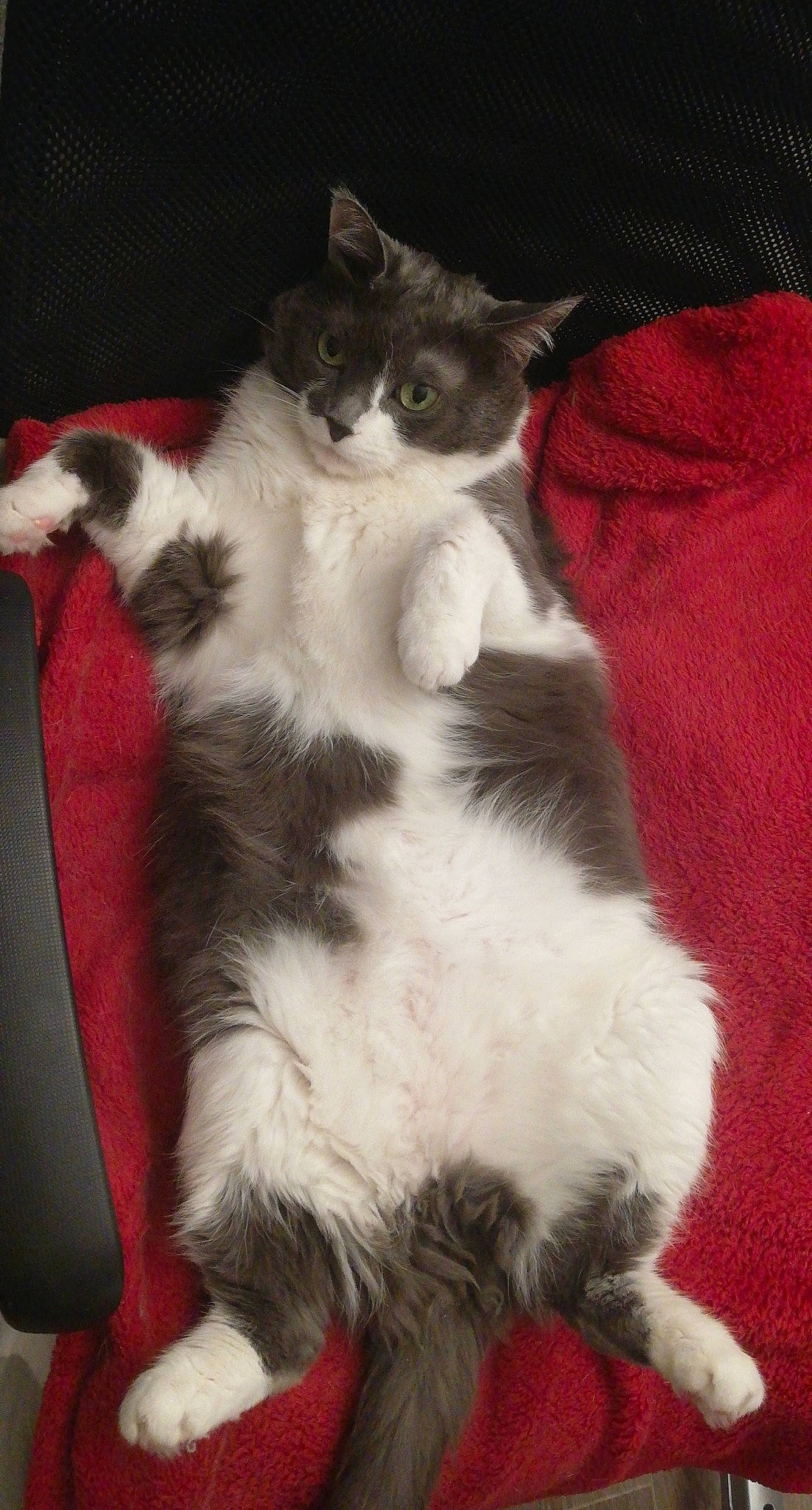 Fifa a rejoint le concours — aidez-le/la à gagner de superbes lots ! american_wirehair, british_semi_longhair, carnivore, cat, claw, cymric, domestic_long_haired_cat, domestic_short_haired_cat, felidae, kitten, mammal, norwegian_forest_cat, paw, polydactyl_cat, ragamuffin, small_to_medium_sized_cats, tail, vertebrate, whiskers