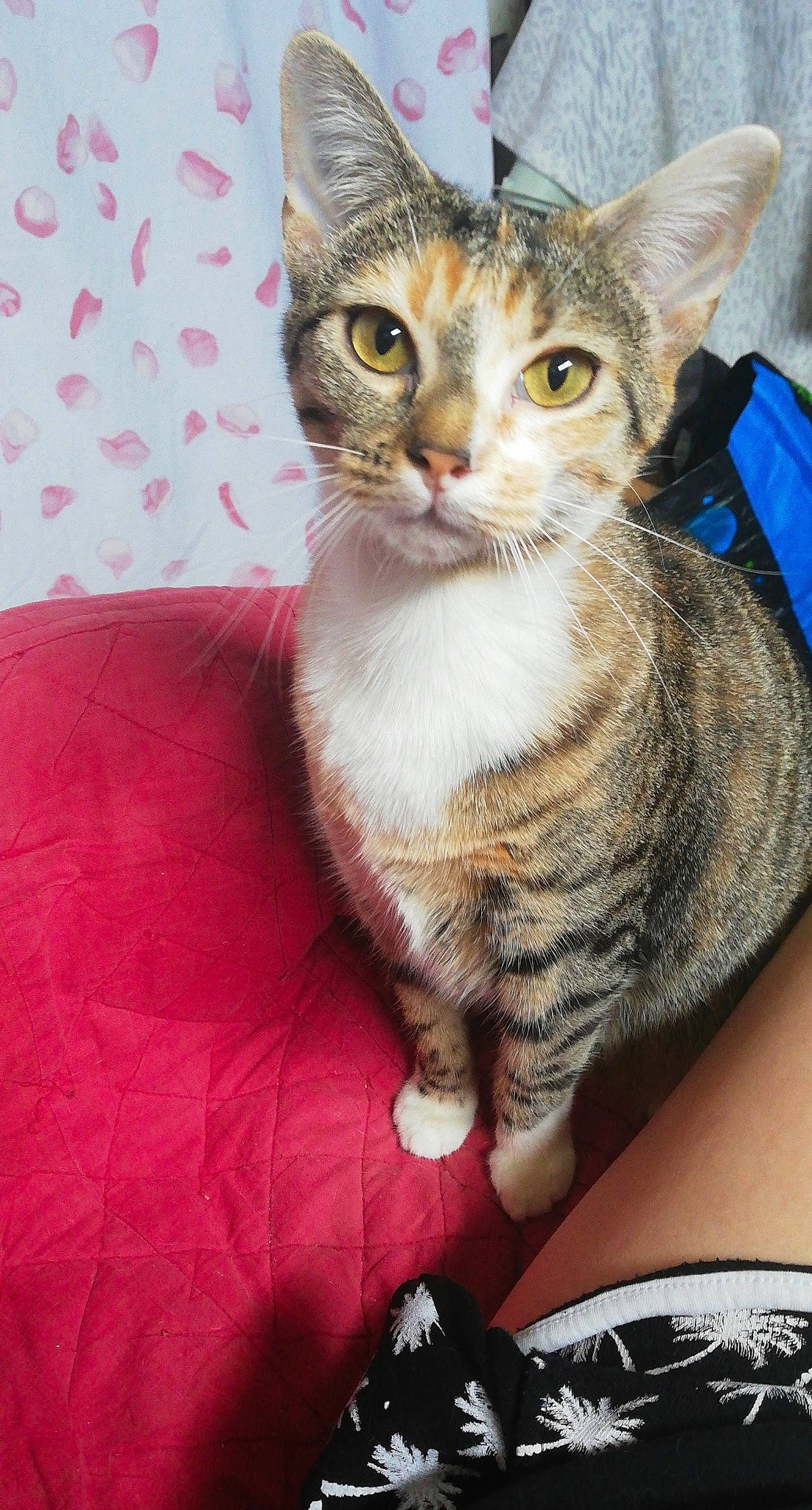 Cat'S a rejoint le concours — aidez-le/la à gagner de superbes lots ! aegean_cat, american_shorthair, american_wirehair, asian, australian_mist, california_spangled, carnivore, cat, domestic_short_haired_cat, dragon_li, egyptian_mau, european_shorthair, felidae, german_rex, kitten, mammal, small_to_medium_sized_cats, tabby_cat, vertebrate, whiskers