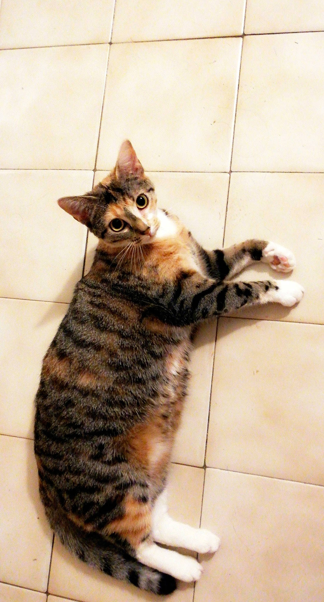 Cat'S participe au concours pour gagner de l'argent avec cette photo : american_shorthair, arabian_mau, asian, bengal, california_spangled, carnivore, cat, domestic_short_haired_cat, dragon_li, egyptian_mau, european_shorthair, felidae, kitten, mammal, savannah, small_to_medium_sized_cats, tabby_cat, toyger, vertebrate, whiskers