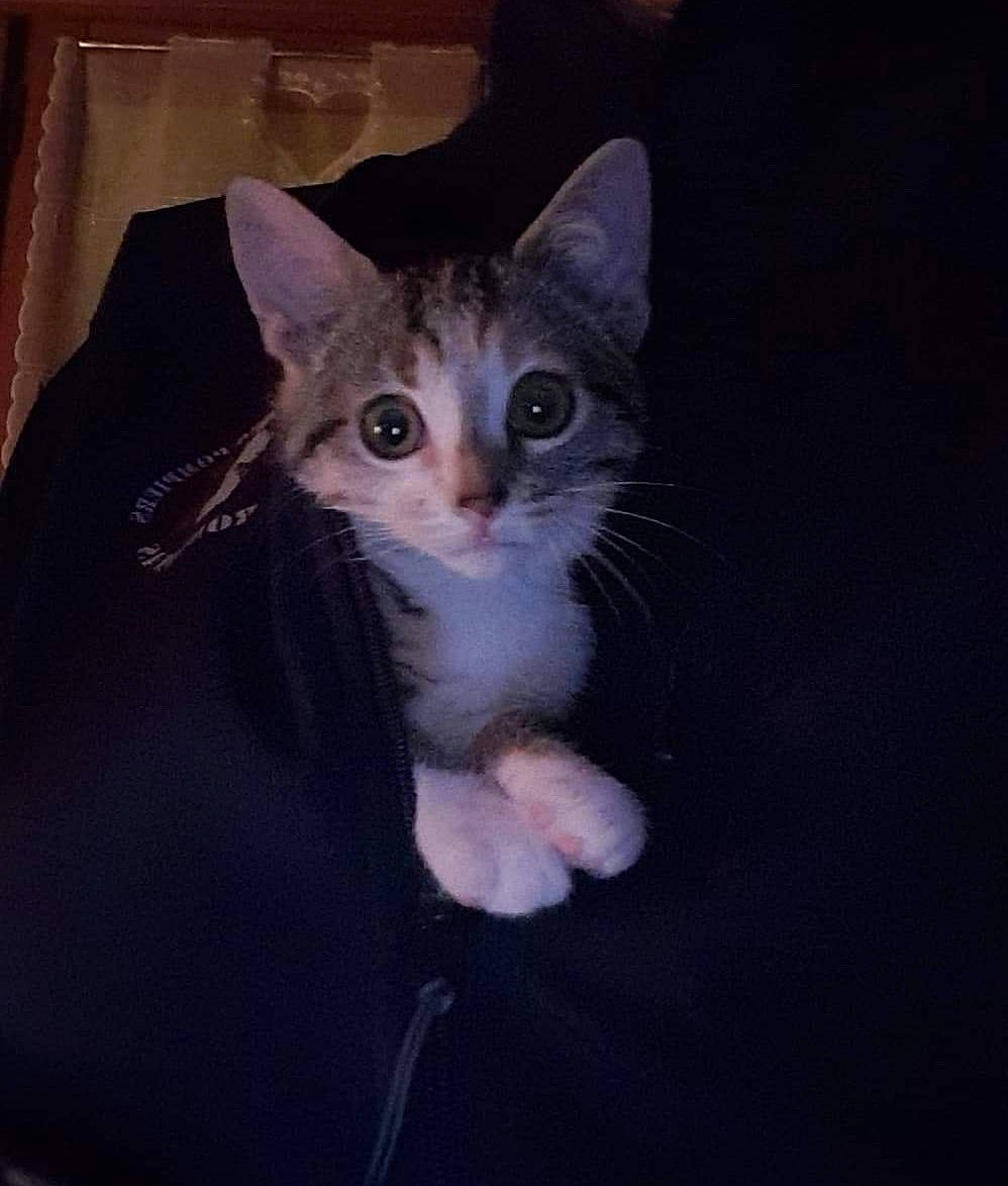 Cat'S a rejoint le concours — aidez-le/la à gagner de superbes lots ! american_wirehair, asian, carnivore, cat, domestic_short_haired_cat, ear, european_shorthair, eye, felidae, fur, kitten, mammal, ojos_azules, polydactyl_cat, small_to_medium_sized_cats, tabby_cat, whiskers