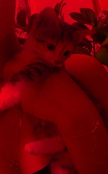 Cat'S participe au concours pour gagner de l'argent avec cette photo : carmine, close_up, flesh, flower, lip, magenta, mouth, petal, photography, pink, plant, red, room, rose