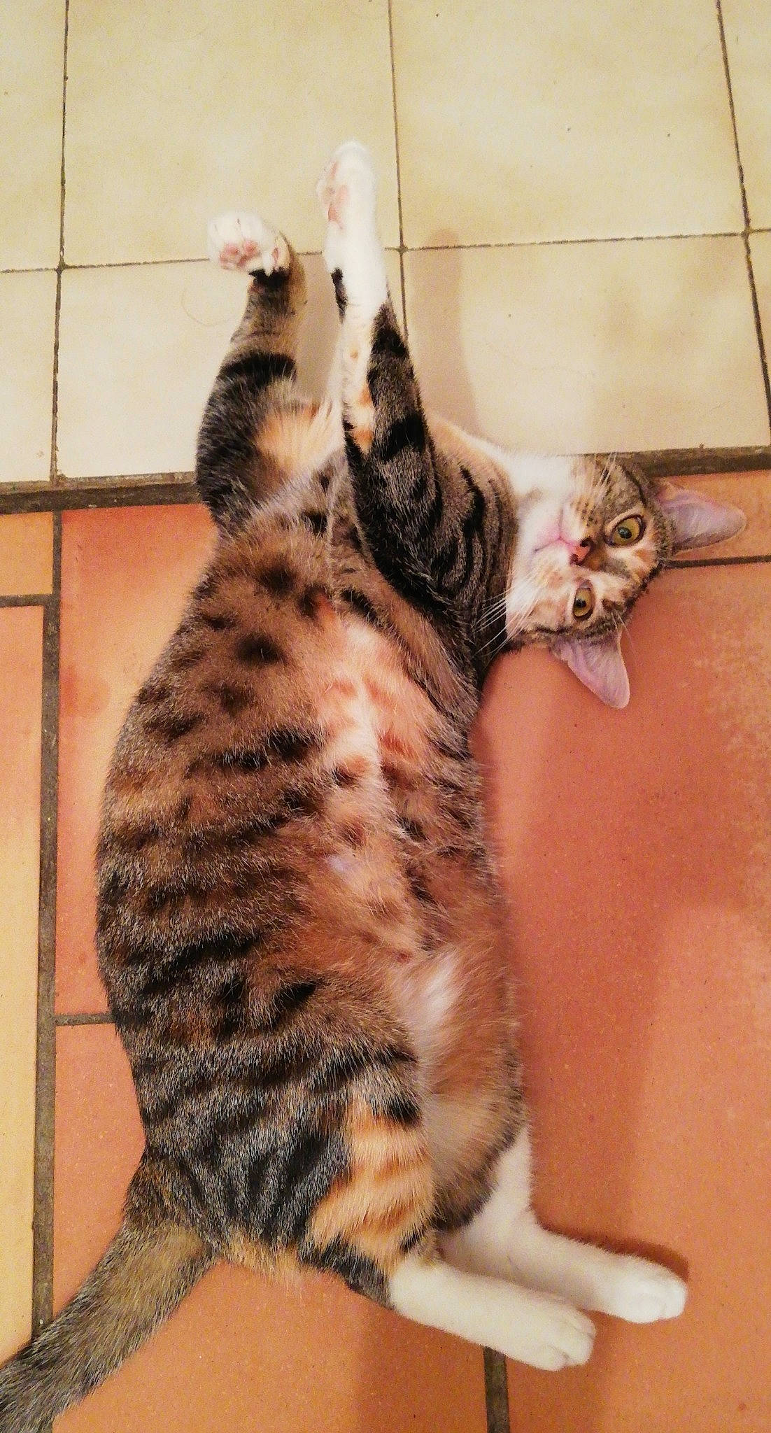 Cat'S participe au concours pour gagner de l'argent avec cette photo : arabian_mau, asian, bengal, california_spangled, carnivore, cat, domestic_short_haired_cat, dragon_li, egyptian_mau, european_shorthair, felidae, mammal, ocicat, savannah, small_to_medium_sized_cats, tabby_cat, tail, toyger, vertebrate, whiskers