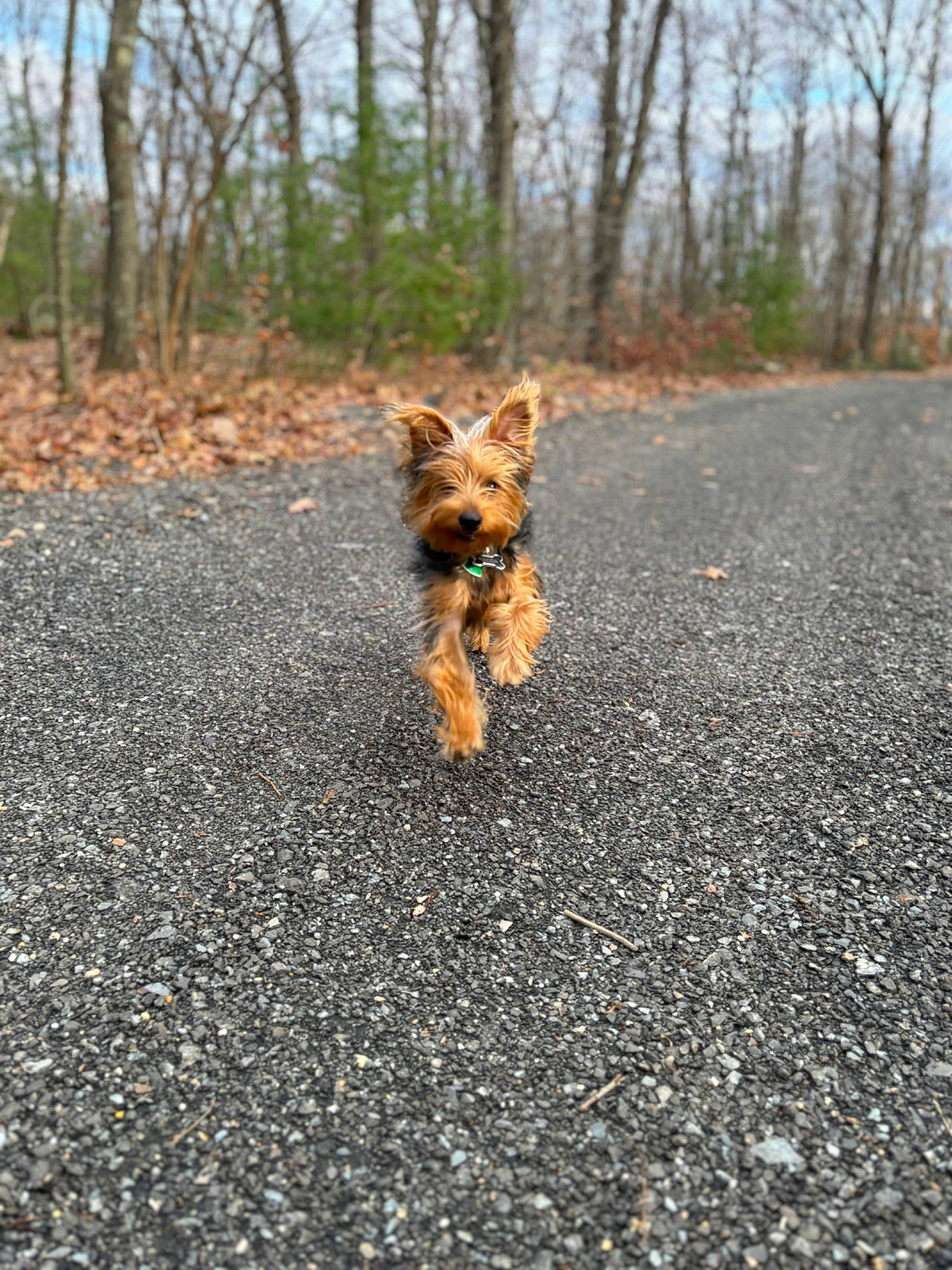 Benji is registered to the contest to win money with this photo: asphalt, canidae, carnivore, companion_dog, dog, dog_breed, fawn, grass, plant, road, road_surface, sky, snout, soil, sporting_group, tail, tar, terrier, tree, wood