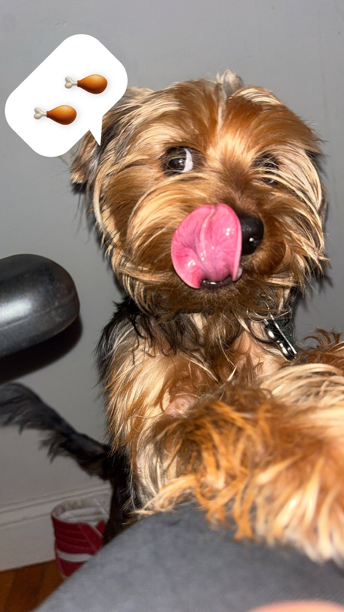 Benji joined the competition — help win amazing prizes! bangs, canidae, carnivore, companion_dog, dog, dog_breed, dog_clothes, dog_collar, dog_supply, fur, liver, puppy, small_terrier, smile, snout, sporting_group, terrier, toy_dog, working_animal, yorkipoo