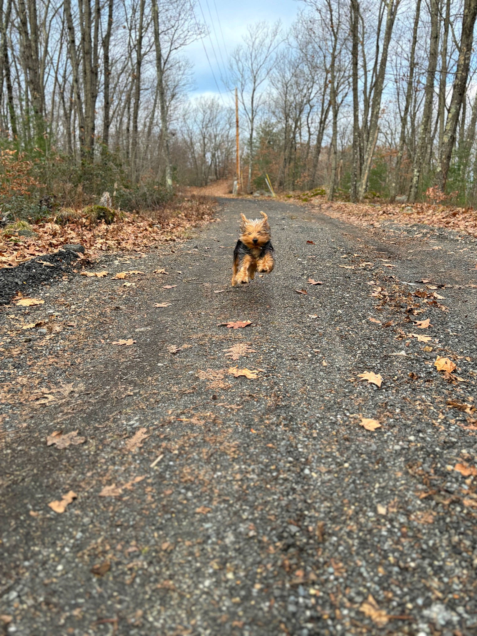 Benji is registered to the contest to win money with this photo: asphalt, carnivore, deciduous, fawn, forest, grass, landscape, natural_landscape, plant, road, road_surface, sky, soil, sporting_group, tar, thoroughfare, trail, tree, wood, woodland