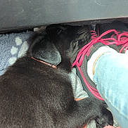 Luna is registered to the contest to win money with this photo: puppy, black_dog, sleeping, shoe, pink_laces, blanket, toy, paw, pet, cozy, resting, indoor, footwear, jeans, animal, cute, domestic_animal, canine, napping, companion
