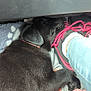 puppy, black_dog, sleeping, shoe, pink_laces, blanket, toy, paw, pet, cozy, resting, indoor, footwear, jeans, animal, cute, domestic_animal, canine, napping, companion