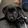 Luna joined the competition — help win amazing prizes! puppy, dog, black_dog, pet, leash, floor, indoor, curious, young_dog, canine, animal, person_hand, person_leg, domestic, cute, fur, collar, sitting, closeup, young