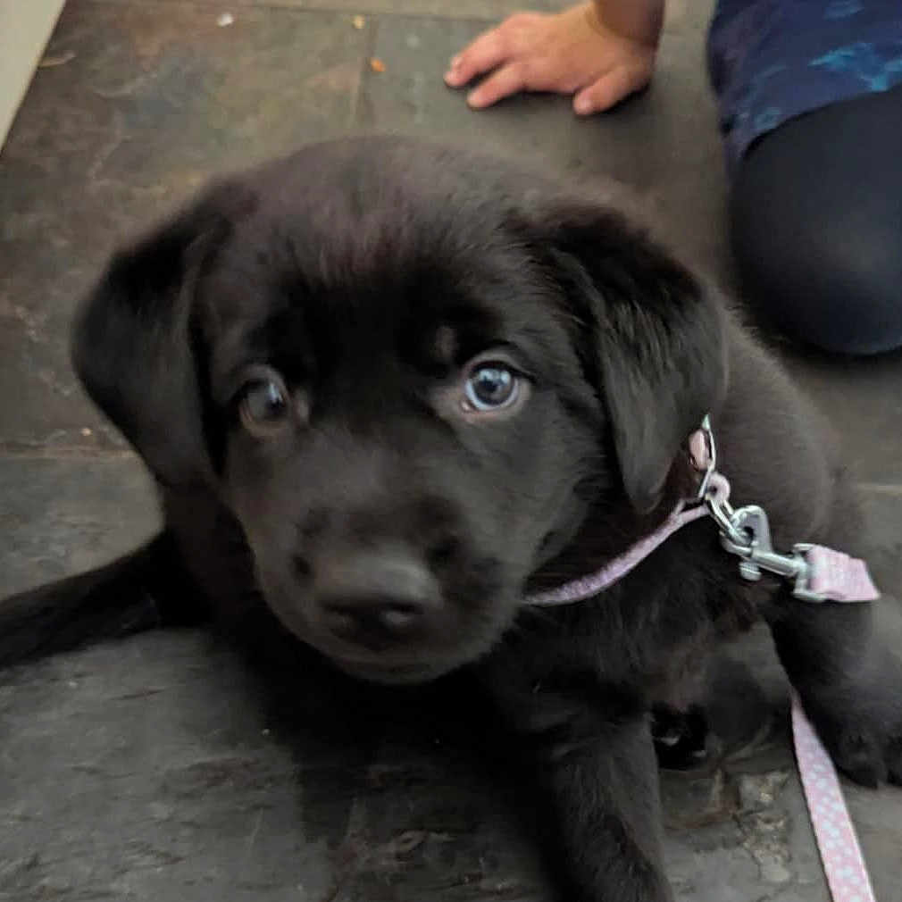 Luna joined the competition — help win amazing prizes! animal, black_dog, canine, closeup, collar, curious, cute, dog, domestic, floor, fur, indoor, leash, person_hand, person_leg, pet, puppy, sitting, young, young_dog