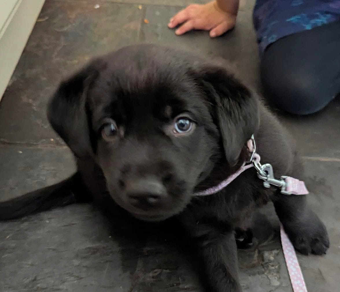 Luna joined the competition — help win amazing prizes! puppy, dog, black_dog, pet, leash, floor, indoor, curious, young_dog, canine, animal, person_hand, person_leg, domestic, cute, fur, collar, sitting, closeup, young