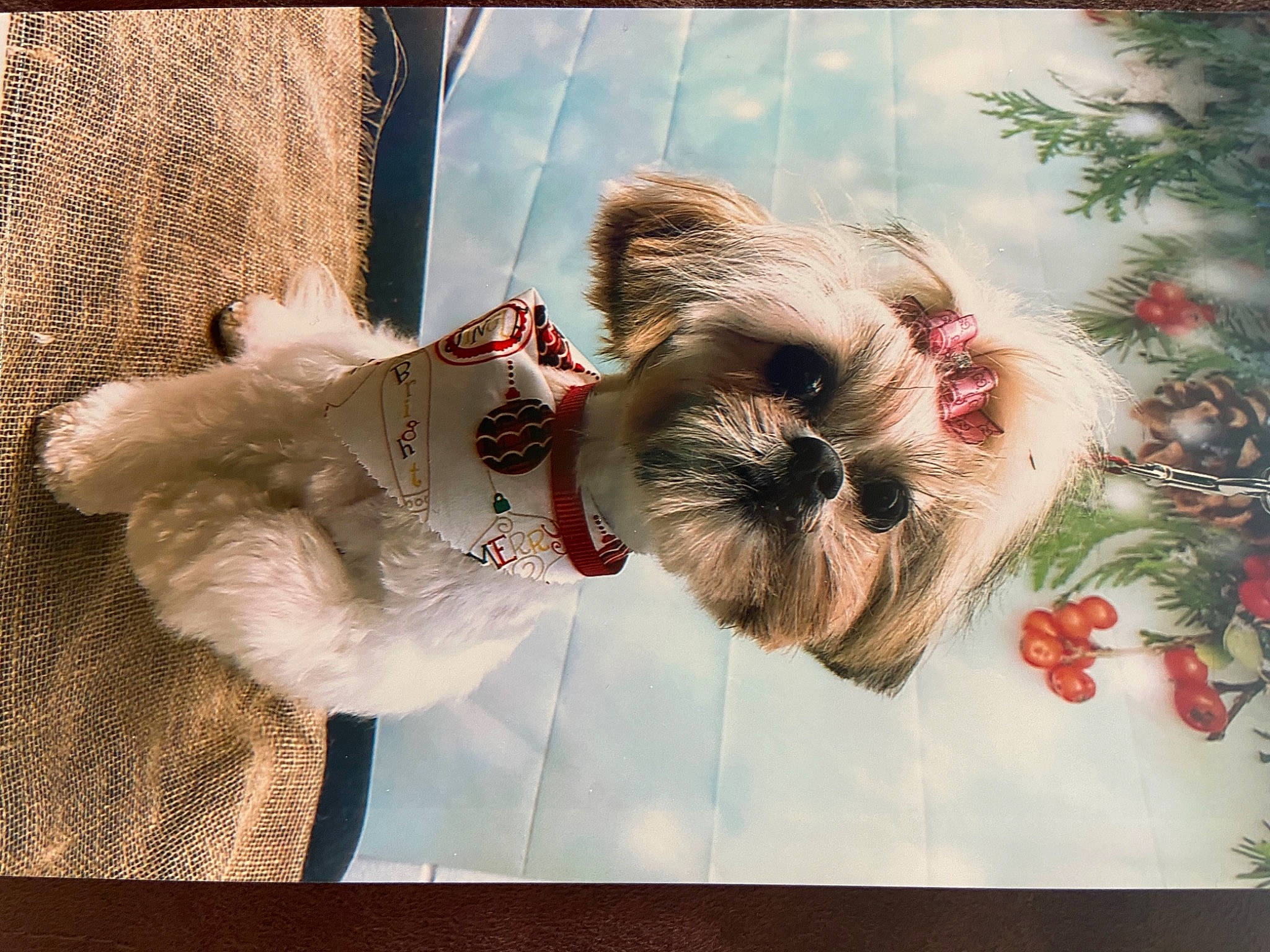 Lily Mae joined the competition — help win amazing prizes! art, carnivore, companion_dog, dog_breed, event, fawn, felidae, font, fur, happy, love, pattern, petal, picture_frame, rectangle, square, toy, toy_dog, visual_arts, whiskers