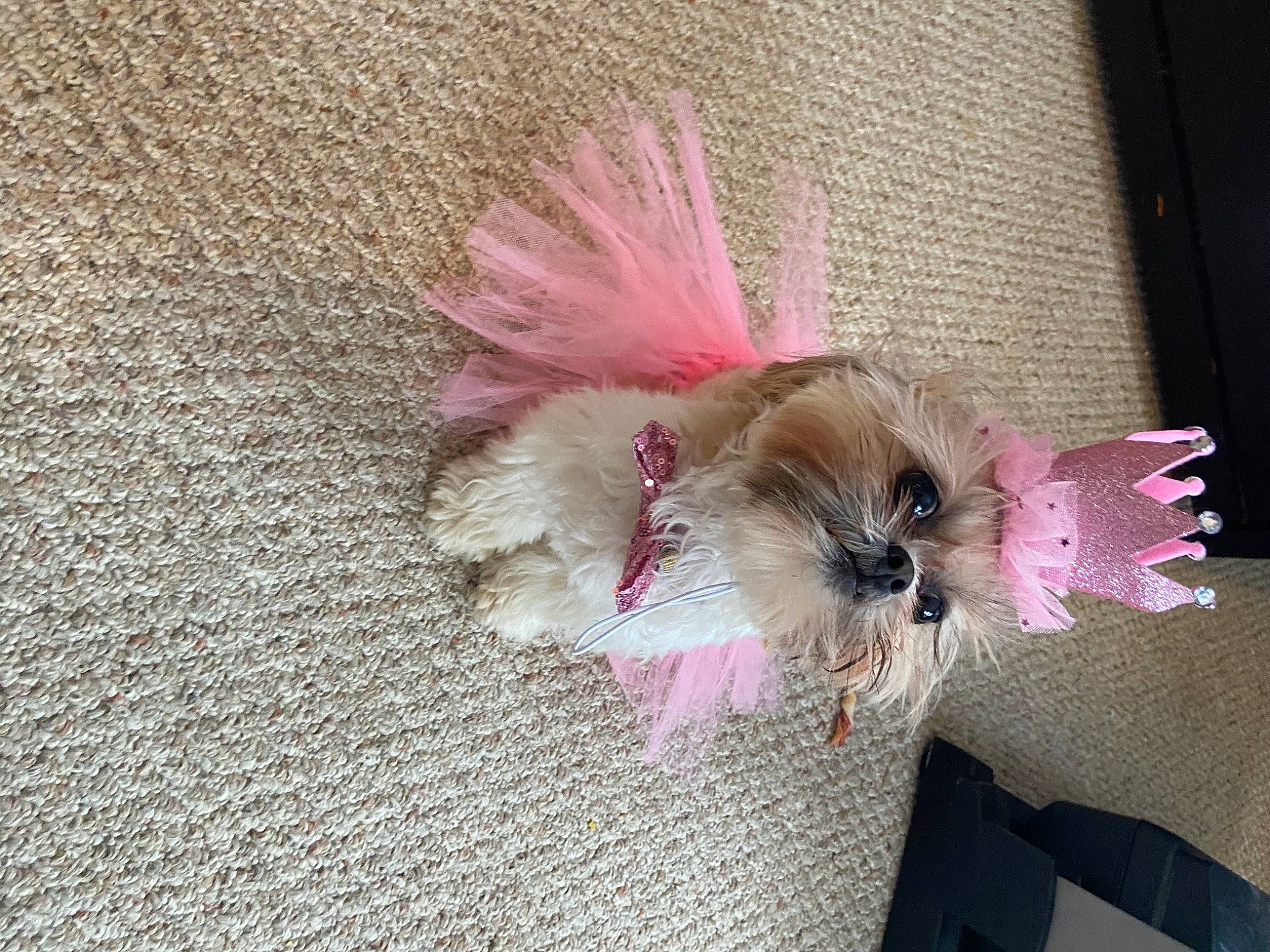 Lily Mae joined the competition — help win amazing prizes! carnivore, companion_dog, dog, dog_breed, dog_supply, fashion_accessory, fawn, feather, flooring, fur, liver, magenta, paw, petal, road_surface, tail, toy_dog, wheel, whiskers, wing
