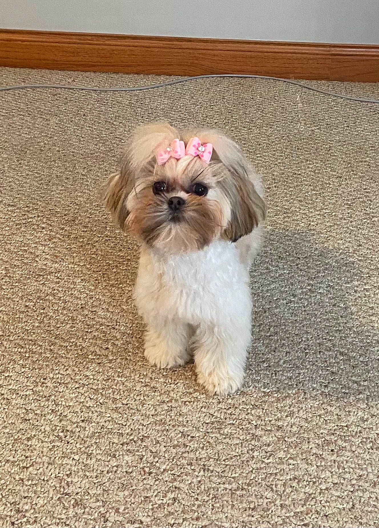 Lily Mae is registered to the contest to win money with this photo: canidae, carnivore, companion_dog, dog, dog_breed, dog_supply, fawn, flooring, fur, liver, mal_shi, maltepoo, shih_tzu, small_terrier, snout, sporting_group, terrier, toy_dog, water_dog, working_animal