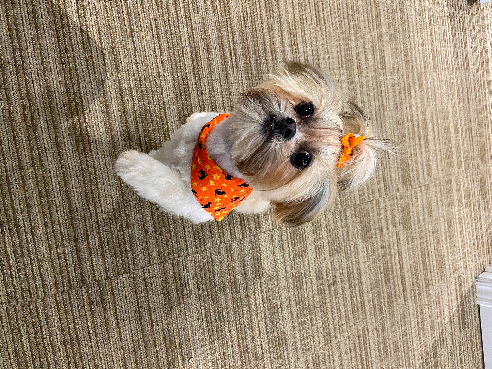 Lily Mae is registered to the contest to win money with this photo: carnivore, companion_dog, dog, dog_breed, dog_supply, fashion_accessory, fawn, flooring, fur, grey, hardwood, insect, pattern, pet_supply, sleeve, tail, toy, toy_dog, whiskers, wood