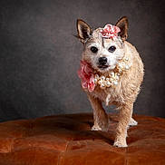 Chanclis is registered to the contest to win money with this photo: dog, small_dog, flower_headpiece, pearl_necklace, leather_ottoman, brown_leather, pet_portrait, studio_lighting, fancy_dress, cute, animal, pet_accessory, fur, ears, whiskers, portrait, looking_at_camera, indoor, decorative, adorable
