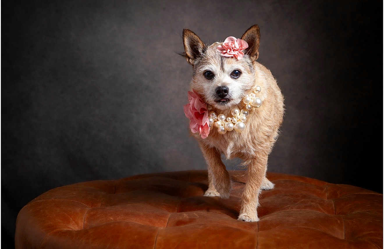 Chanclis is registered to the contest to win money with this photo: dog, small_dog, flower_headpiece, pearl_necklace, leather_ottoman, brown_leather, pet_portrait, studio_lighting, fancy_dress, cute, animal, pet_accessory, fur, ears, whiskers, portrait, looking_at_camera, indoor, decorative, adorable