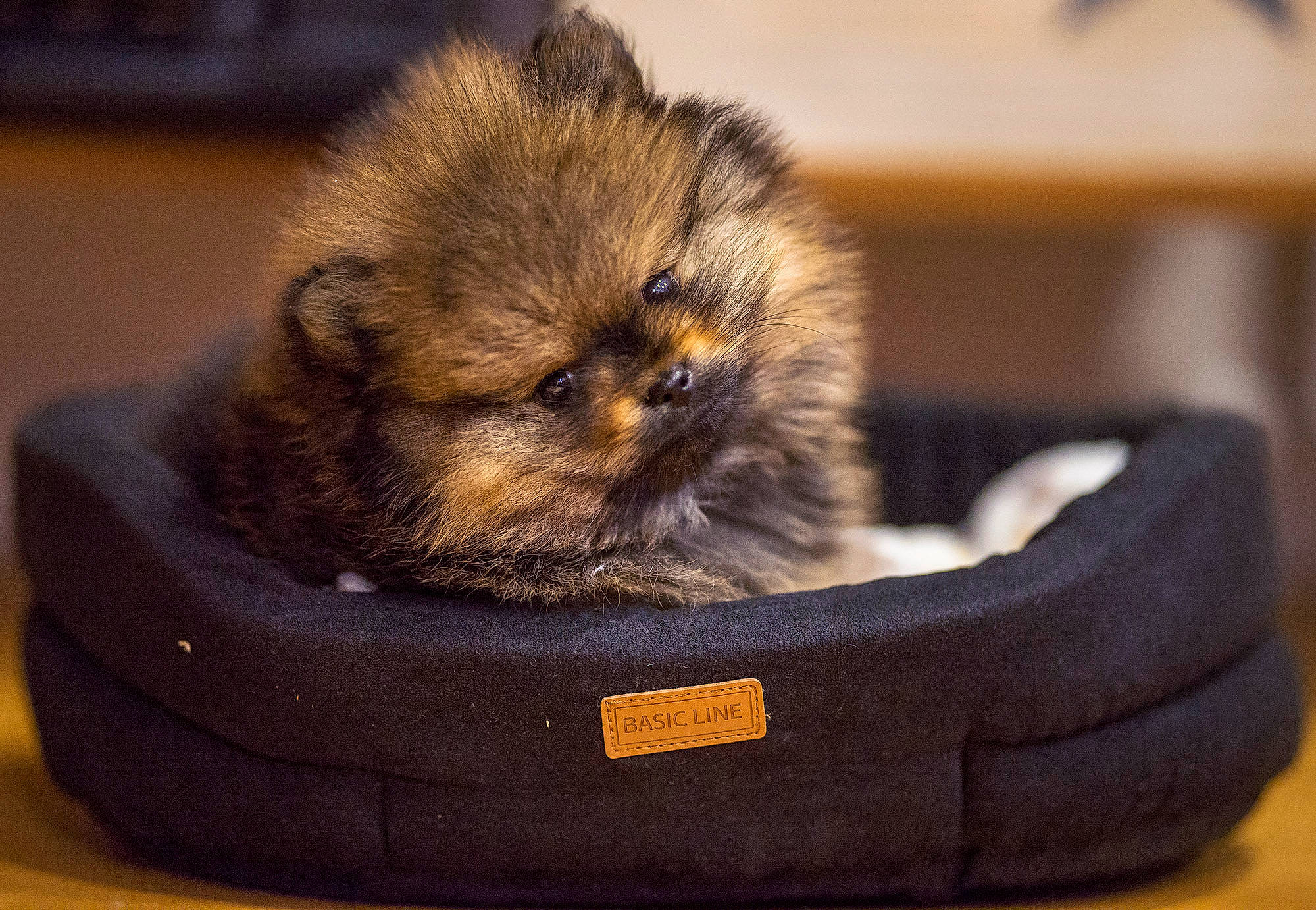 Pilou participe au concours pour gagner de l'argent avec cette photo : canidae, carnivore, companion_dog, dog, dog_breed, fawn, fur, german_spitz, german_spitz_klein, mammal, morkie, non_sporting_group, pomeranian, puppy, shih_tzu, spitz, toy_dog, vertebrate, whiskers, yorkipoo