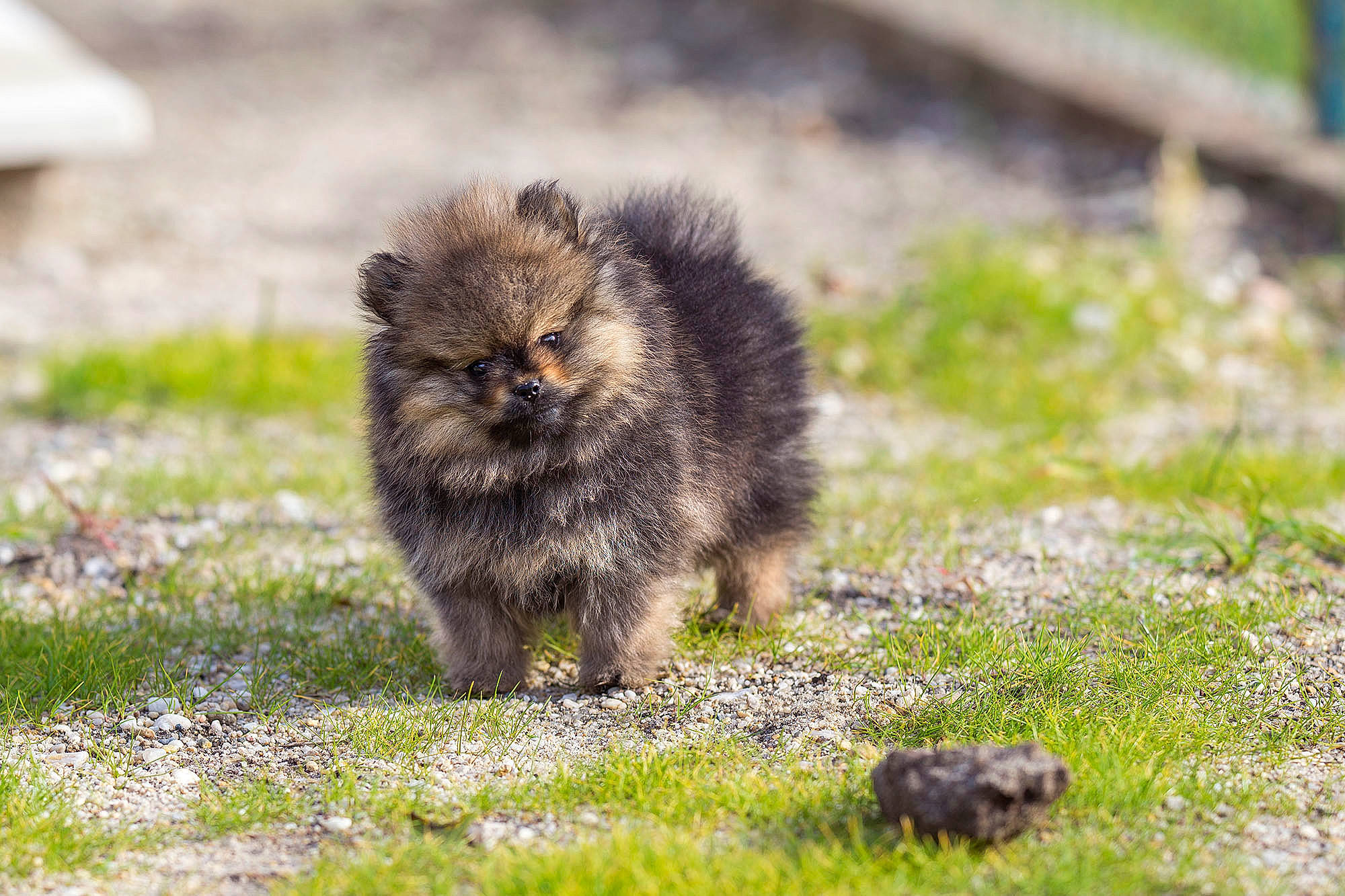 Pilou a rejoint le concours — aidez-le/la à gagner de superbes lots ! canidae, carnivore, companion_dog, dog, dog_breed, german_spitz, german_spitz_klein, german_spitz_mittel, keeshond, mammal, non_sporting_group, pomeranian, puppy, spitz, toy_dog, vertebrate, wildlife