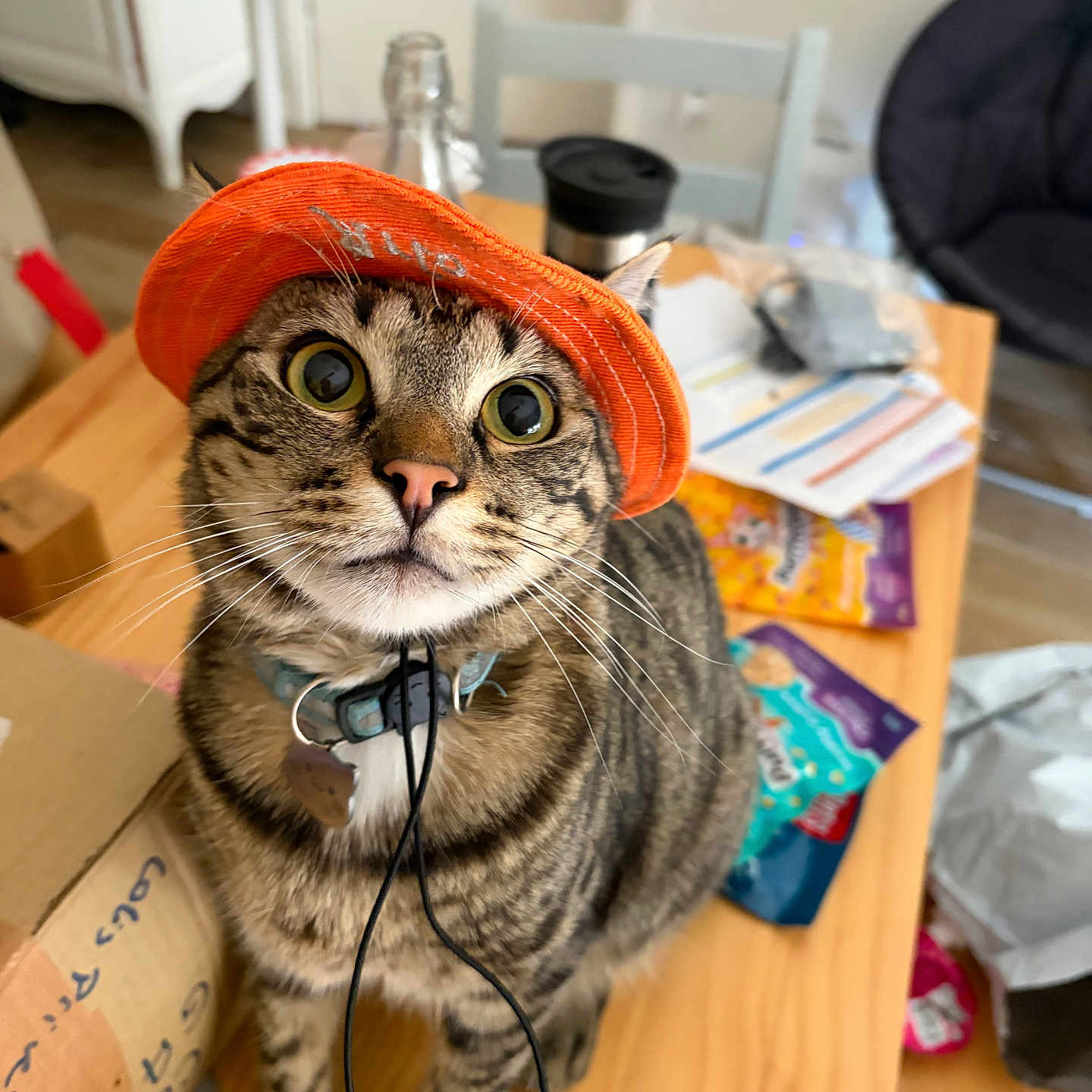 Arlo