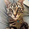Arlo a rejoint le concours — aidez-le/la à gagner de superbes lots ! animal, bell, blue_bell, cat, close_up, collar, couch, ears, feline, fur, indoors, kitten, paw, paw_pads, pet, portrait, striped_fur, tabby_cat, whiskers, wide_eyed