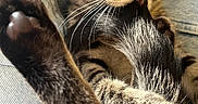 Arlo participe au concours pour gagner de l'argent avec cette photo : cat, tabby, pet, animal, feline, whiskers, eyes, paw, fur, striped_fur, close_up, portrait, blanket, couch, indoor, cozy, playful, curious, relaxed, photography