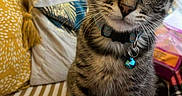 Arlo a rejoint le concours — aidez-le/la à gagner de superbes lots ! animal, bed, bedding, bell, blue_charm, bow_tie, cat, collar, cushion, fur, indoors, kitten, large_eyes, pet, pillow, remote_control, sitting, striped, tabby, whiskers