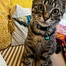 animal, bed, bedding, bell, blue_charm, bow_tie, cat, collar, cushion, fur, indoors, kitten, large_eyes, pet, pillow, remote_control, sitting, striped, tabby, whiskers