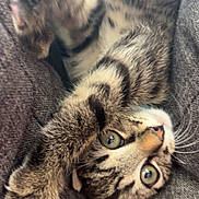 Arlo participe au concours pour gagner de l'argent avec cette photo : animal, blue_eyes, cat, close_up, couch, cute, ears, furry, indoor, kitten, lying_down, paws, pet, playful, portrait, relaxed, striped_fur, tabby, upside_down, whiskers
