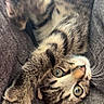 animal, blue_eyes, cat, close_up, couch, cute, ears, furry, indoor, kitten, lying_down, paws, pet, playful, portrait, relaxed, striped_fur, tabby, upside_down, whiskers