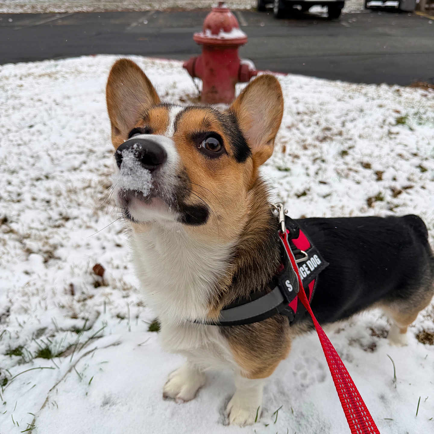 Walt is registered to the contest to win money with this photo: corgi, dog, snow, winter, outdoor, fire_hydrant, leash, harness, dog_coat, snowy_ground, parked_truck, driveway, forest, ears, black_and_tan, white_chest, frosty_nose, pet, standing, portrait