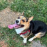 Walt is registered to the contest to win money with this photo: dog, corgi, pet, tri_color, black_white_tan, grass, outdoor, park, happy, smiling, tongue, open_mouth, collar, red_collar, lying_down, animal_portrait, greenery, pavement, daylight, playful