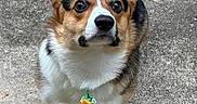 Walt is registered to the contest to win money with this photo: corgi, dog, pet, animal, portrait, outdoor, pavement, concrete, sitting, upright_ears, brown_fur, white_fur, black_fur, blue_eyes, floral_tie, collar, cute, alert, close_up, daylight