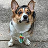corgi, dog, pet, animal, portrait, outdoor, pavement, concrete, sitting, upright_ears, brown_fur, white_fur, black_fur, blue_eyes, floral_tie, collar, cute, alert, close_up, daylight