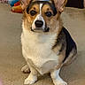 Walt joined the competition — help win amazing prizes! corgi, dog, pet, sitting, portrait, indoors, carpet, home, ears, upright_ears, black_white_tan, short_legs, fluffy, animal, companion, alert, serious_expression, colorful_background, toys, cute