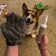 Walt joined the competition — help win amazing prizes! dog, corgi, puppy, pet, animal, sitting, smiling, happy, ears, face, paws, grooming, pet_care, gloves, bottle, lotion, hand, carpet, toy, indoor