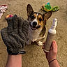 dog, corgi, puppy, pet, animal, sitting, smiling, happy, ears, face, paws, grooming, pet_care, gloves, bottle, lotion, hand, carpet, toy, indoor