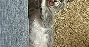 Smoke is registered to the contest to win money with this photo: kitten, cat, gray_cat, white_fur, fluffy, animal, pet, paws, pink_paw_pads, blue_eyes, lying_down, playful, on_back, carpet, indoor, denim, leg, whiskers, ears, cute