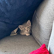 Smoke is registered to the contest to win money with this photo: kitten, cat, pet, animal, couch, sofa, blanket, cushion, pink_throw, navy_blanket, gray_fabric, indoors, cozy, hiding, peeking, sitting, cute, fluffy, portrait, remote_control