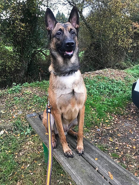 Ratchet a rejoint le concours — aidez-le/la à gagner de superbes lots ! canidae, carnivore, collar, companion_dog, dog, dog_breed, dog_collar, dog_supply, fawn, grass, pet_supply, plant, snout, sporting_group, terrestrial_animal, tree, working_animal, working_dog