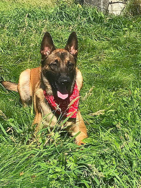 Ratchet a rejoint le concours — aidez-le/la à gagner de superbes lots ! belgian_shepherd_malinois, canidae, carnivore, collar, companion_dog, dog, dog_breed, dog_supply, east_european_shepherd, fawn, german_shepherd_dog, grass, groundcover, guard_dog, herding_dog, plant, sporting_group, terrestrial_animal, working_animal, working_dog