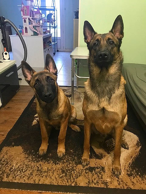 Ratchet participe au concours pour gagner de l'argent avec cette photo : canidae, carnivore, companion_dog, dog, dog_breed, dog_supply, east_european_shepherd, fawn, flooring, fur, german_shepherd_dog, guard_dog, herding_dog, king_shepherd, old_german_shepherd_dog, snout, sporting_group, terrestrial_animal, working_animal, working_dog