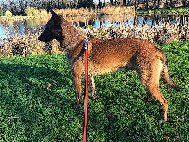 Ratchet participe au concours pour gagner de l'argent avec cette photo : canidae, carnivore, collar, companion_dog, dog, dog_breed, dog_collar, dog_supply, fawn, grass, lake, plant, rampur_greyhound, sky, sporting_group, tail, terrestrial_animal, tree, water, working_animal