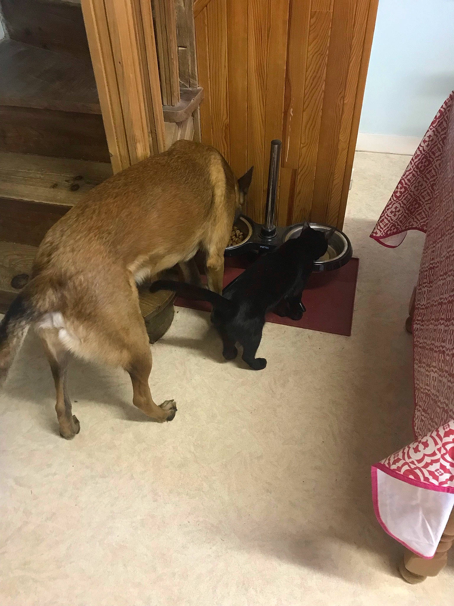 Kuro participe au concours pour gagner de l'argent avec cette photo : canidae, carmine, carnivore, comfort, companion_dog, dog, dog_breed, door, fawn, felidae, flooring, fur, hardwood, liver, paw, sporting_group, tail, terrestrial_animal, wood, working_animal